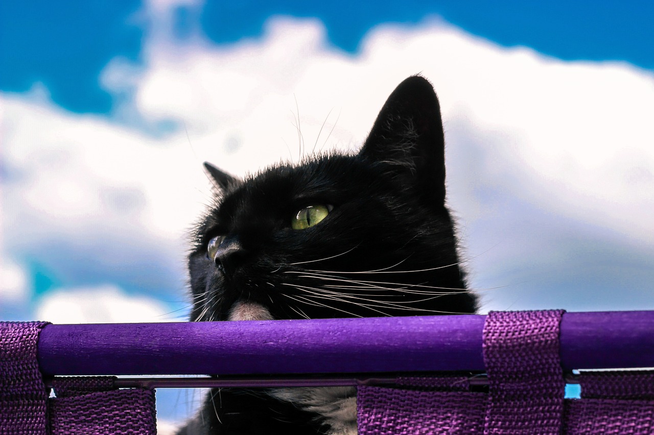 猫咪网站探索，在线猫咪世界的精彩推荐