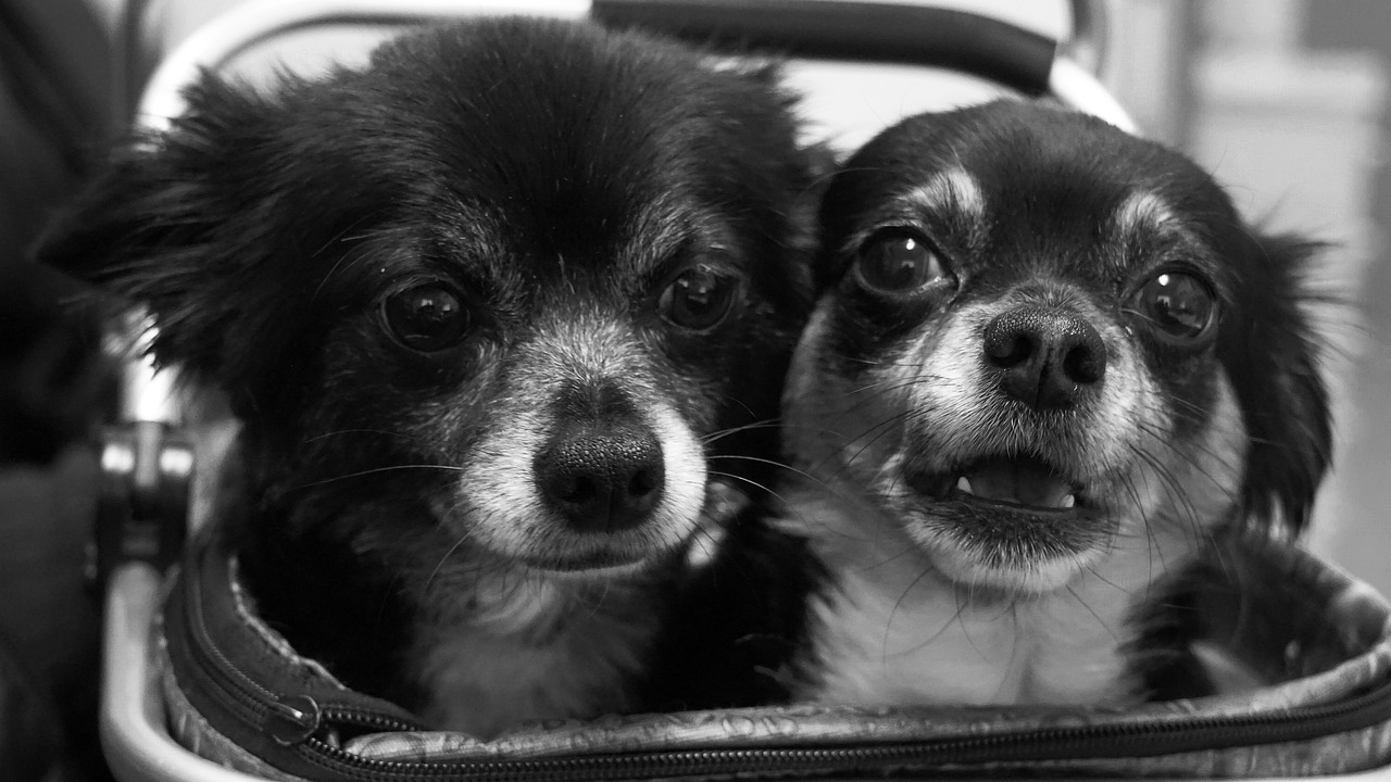 人与犬的不解之缘，狗妻章节目录探索
