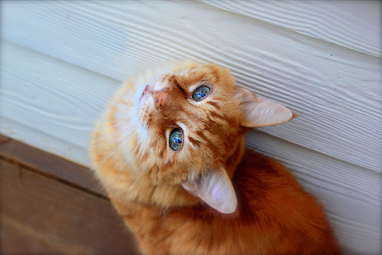 人与猫，深情纽带下的爱猫演员故事