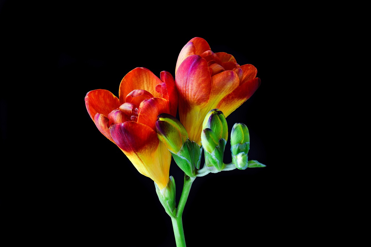 番石榴的季节之旅，花开至果熟，揭秘上市月份与季节