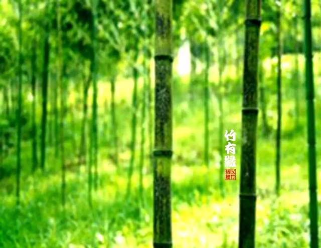 新澳天天开奖资料大全最新版：44-5-11-44-28-17特：11