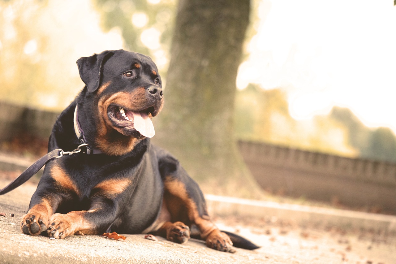 最新莱州红犬斗殴视频，犬界激战揭示的社会问题观察