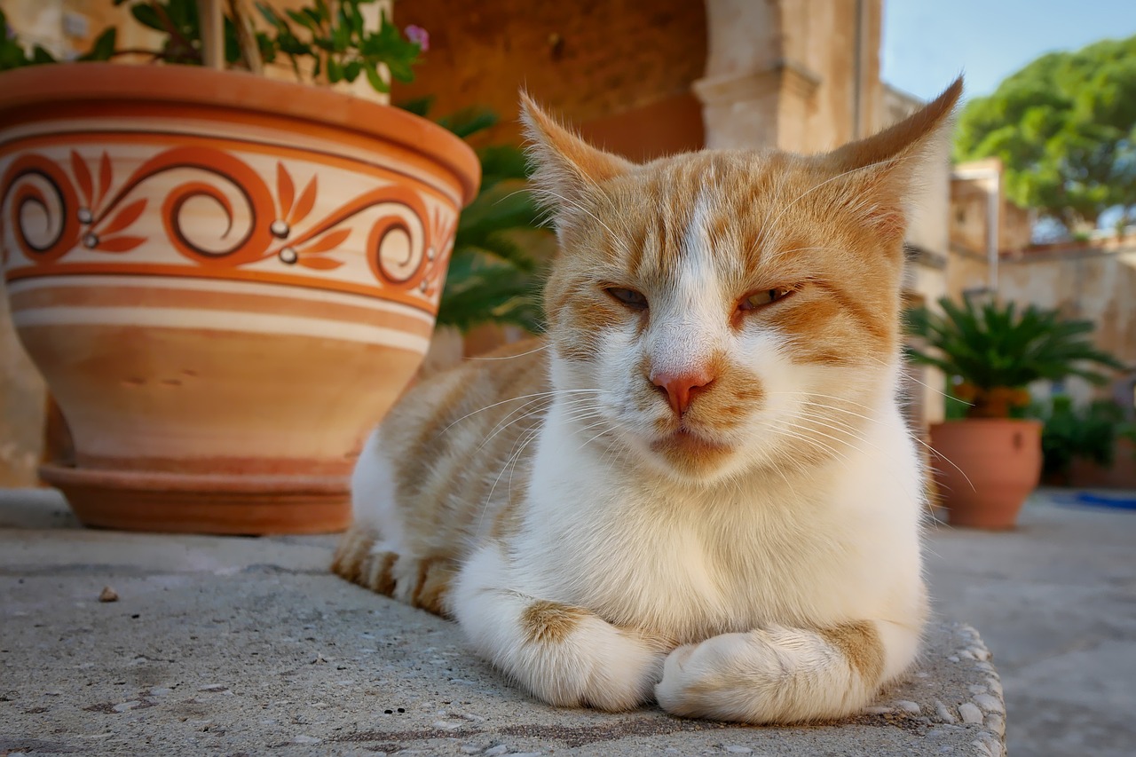 猫咪小说新篇，猫缘奇遇记