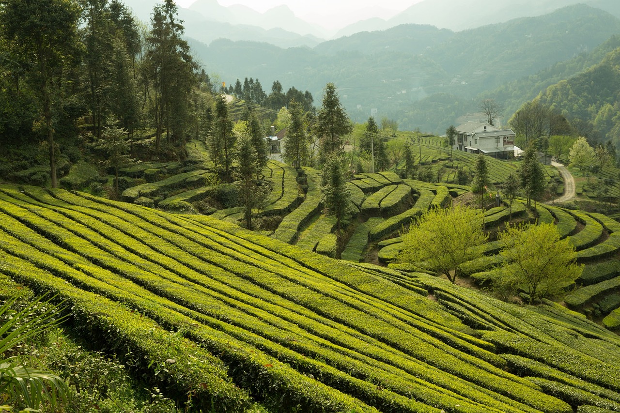 大益行情网与东和茶叶，融合探索茶产业发展之路