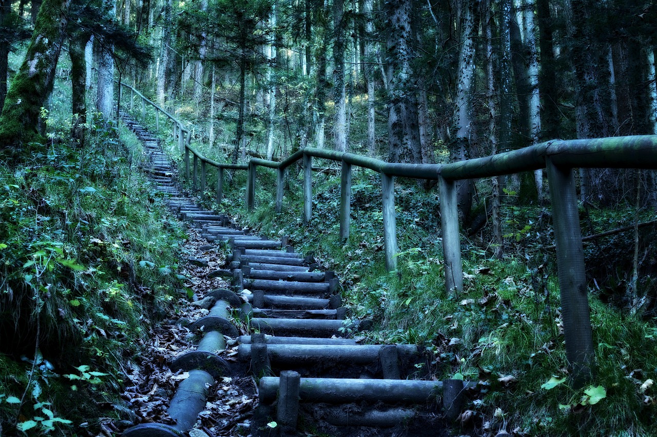 揭秘象群最新出没地，追踪神秘踪迹的探险之旅