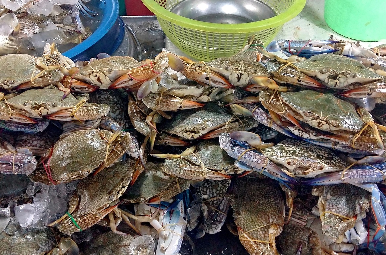 最新美食海鲜视频推荐，带你领略海鲜的独特魅力，尽享海鲜盛宴！