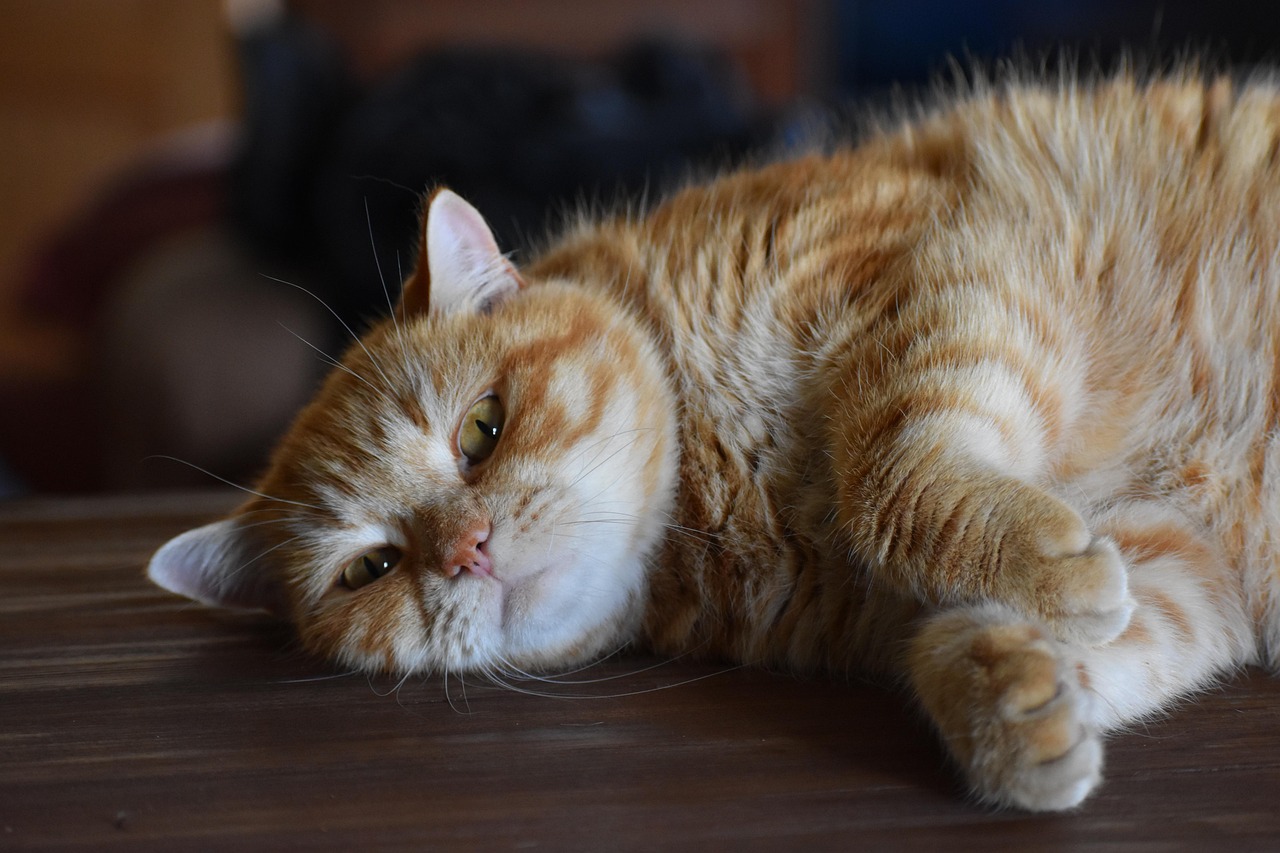 橘猫动漫，探索二次元世界的奇幻魅力