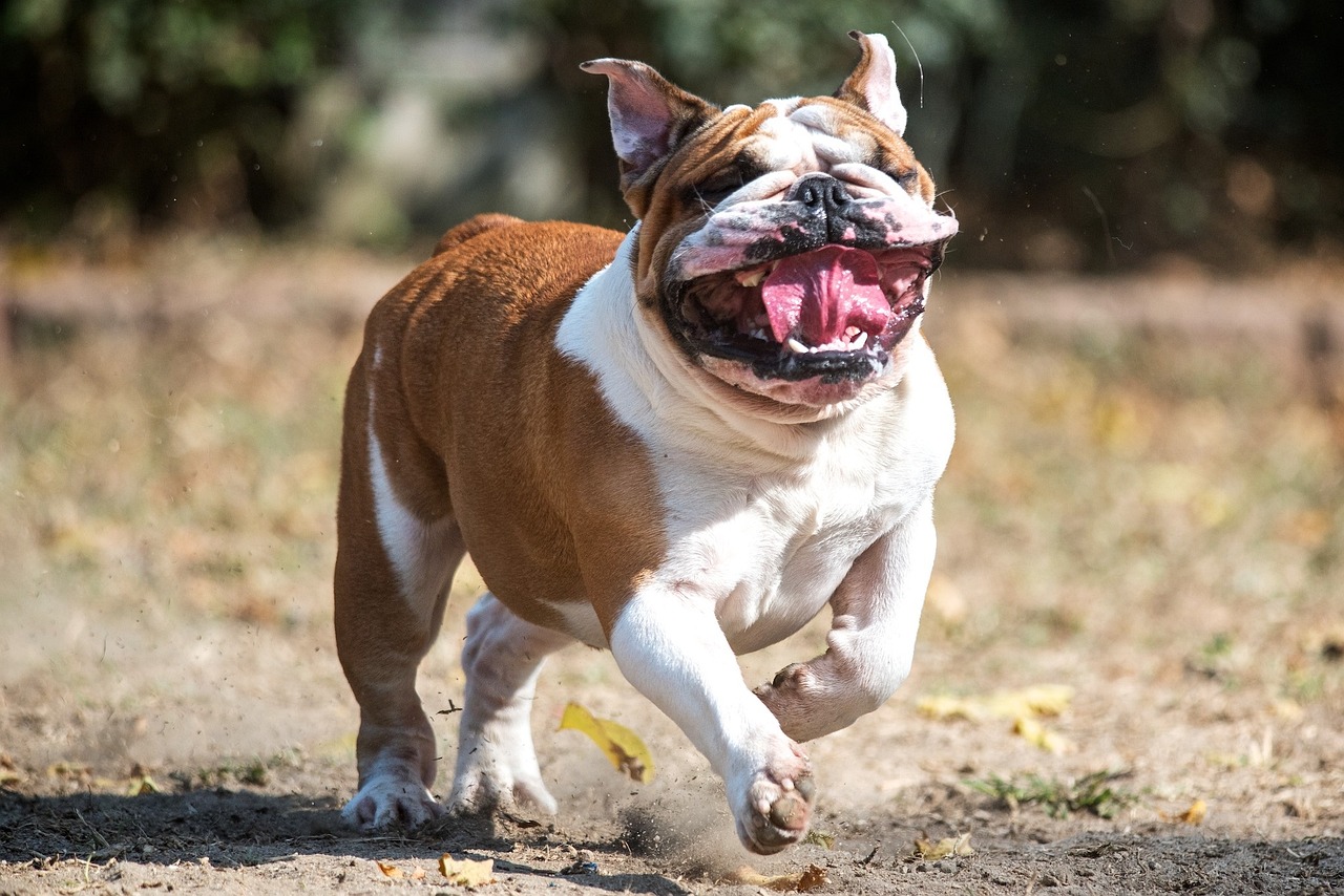 恶霸犬行情深度解析与趋势展望