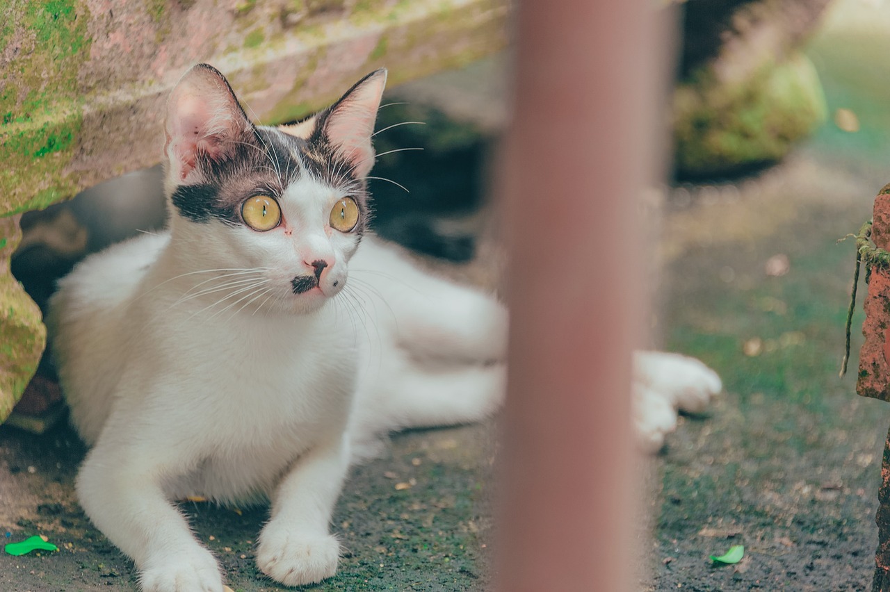 猫品种与价格深度解析，探索猫咪世界的奥秘