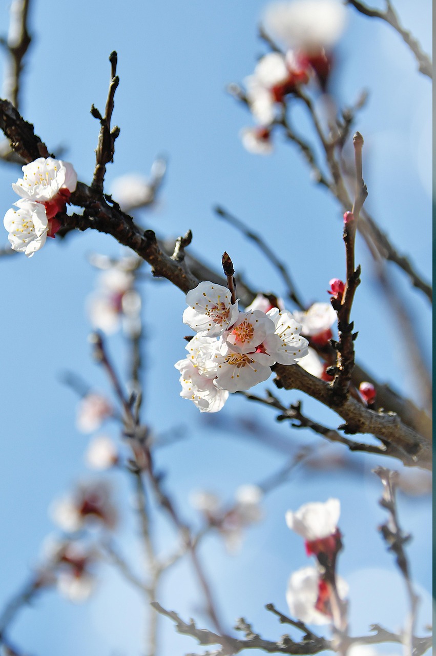 韶关樱花公园，春日的浪漫盛宴，樱花绽放的盛宴