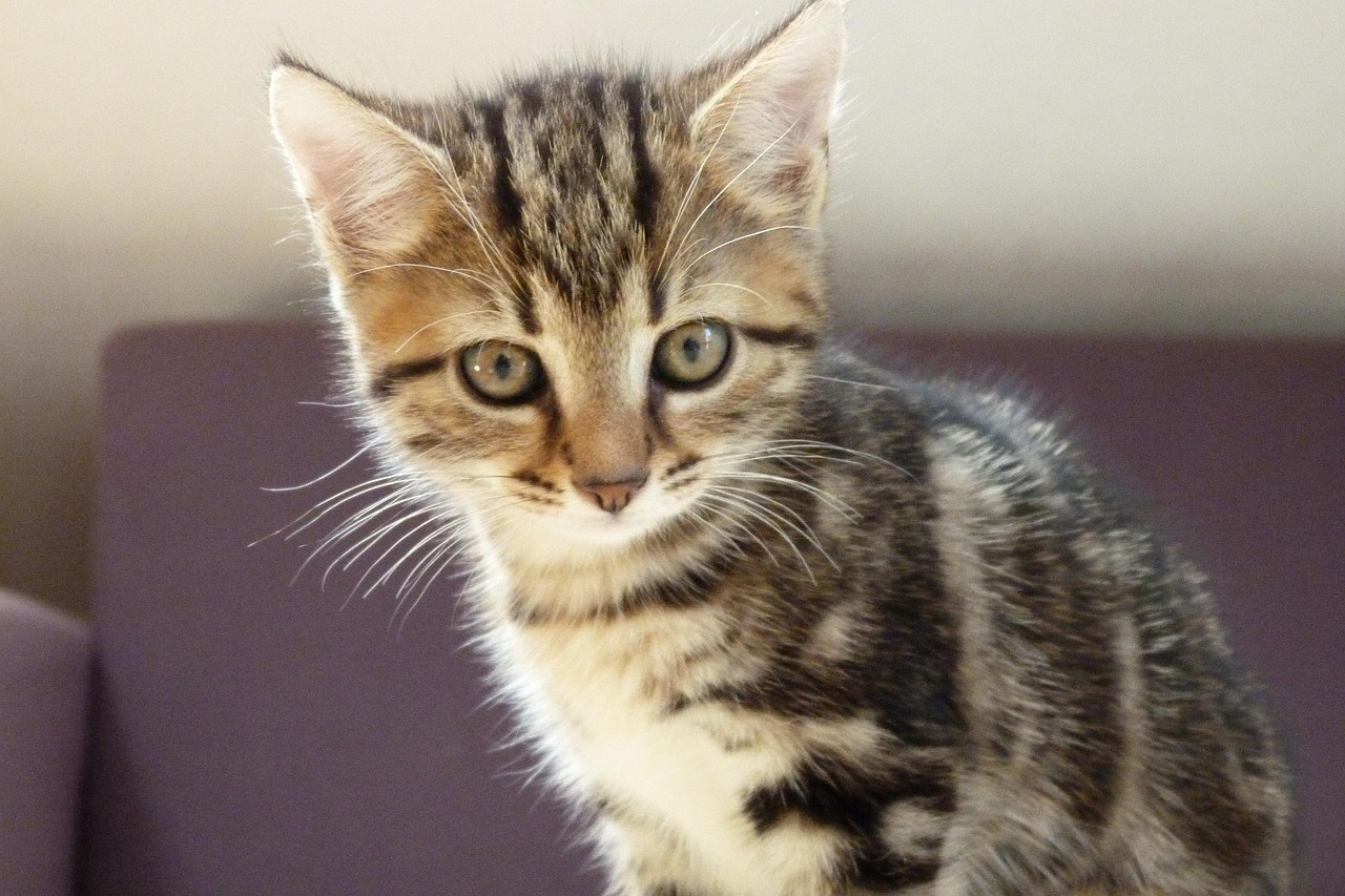 探索猫的世界，猫咪资讯平台分享养猫的喜悦与知识