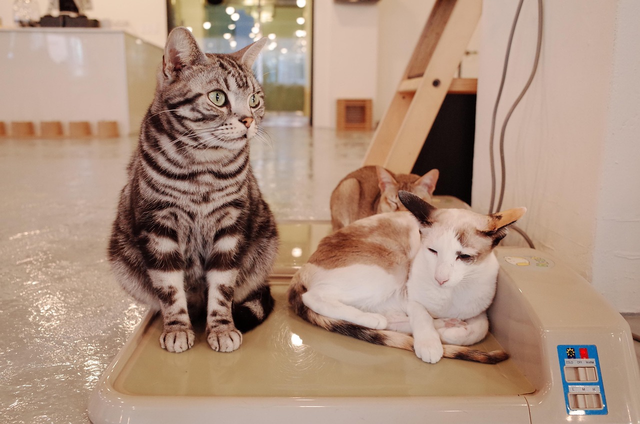 最新萌猫秀，猫咪的魅力与风采展示