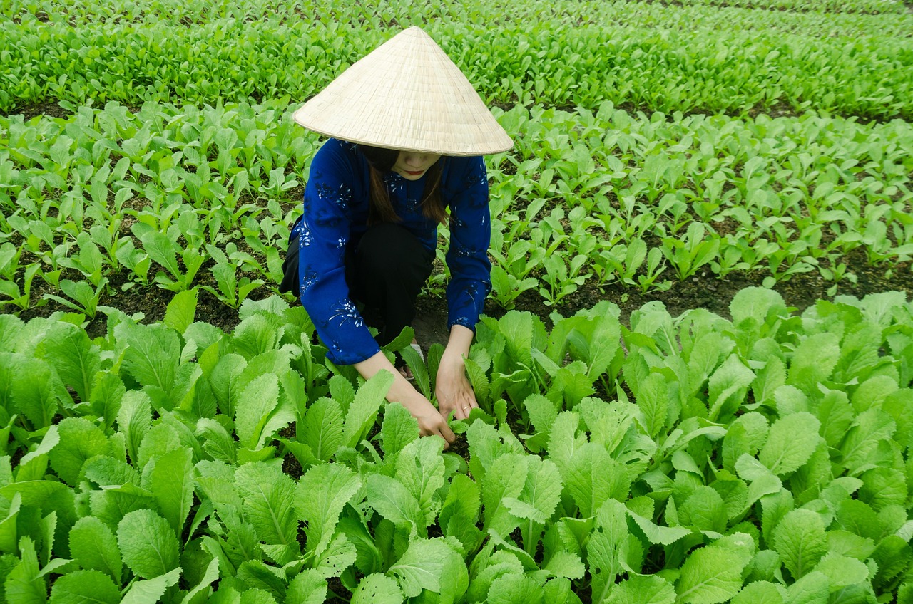 大蒜行情网，洞悉市场动态，引领产业发展风潮