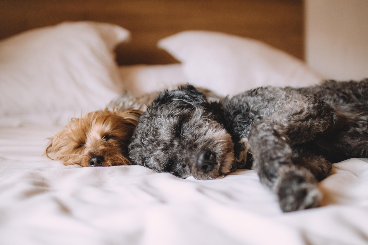 金毛犬价格行情分析与预测