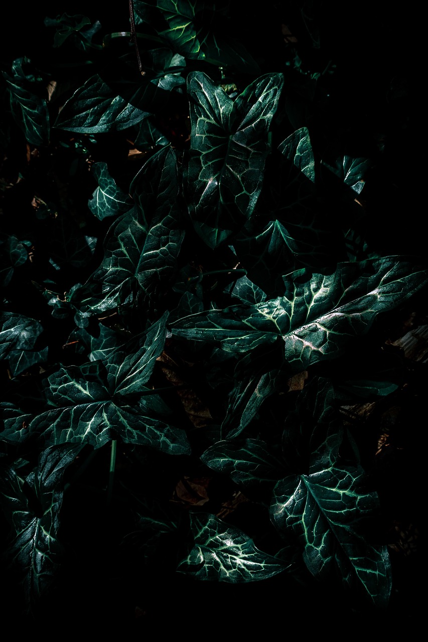 色吧最新探索与发现，揭秘未知领域的魅力