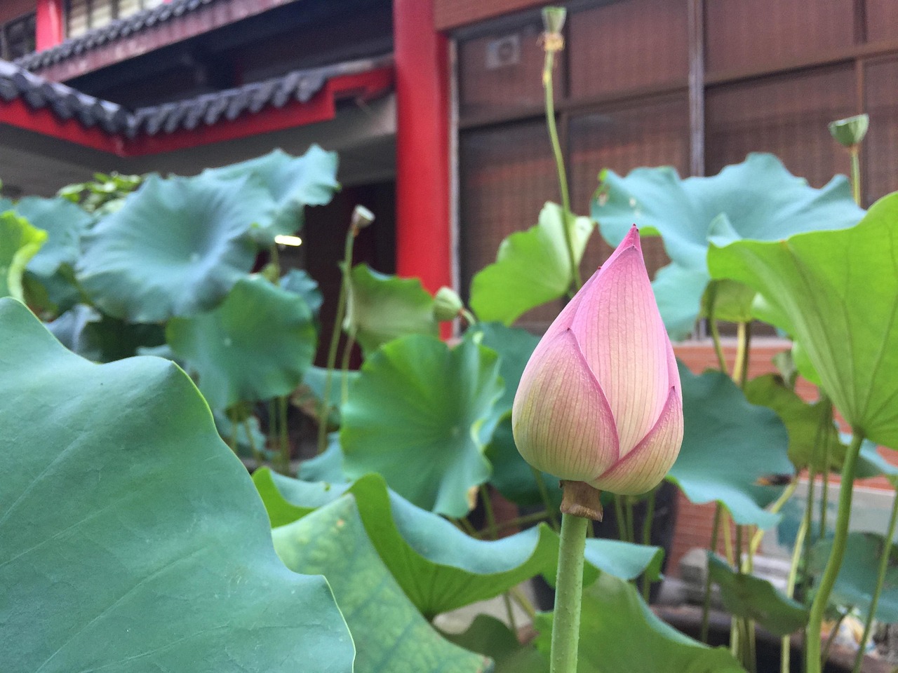 52度荷花酒价格表及市场分析